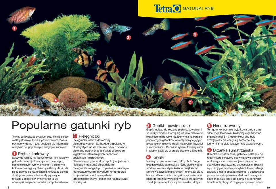labiryntowych. Ten kolorowy gatunek preferuje towarzystwo mniejszych, spokojniejszych ryb w akwarium z ciemnym kolorem dna i gęstą obsadą roślinną.