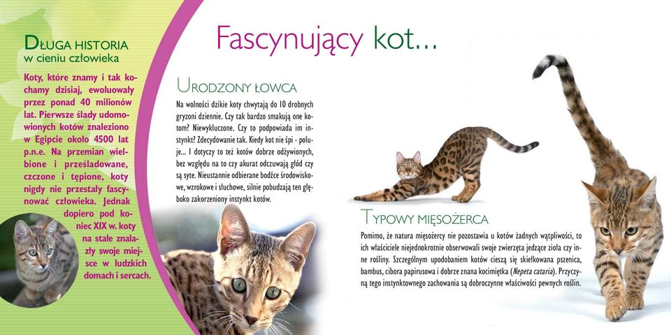 Czy tak bardzo smakujà one kotom? Niewykluczone. Czy to podpowiada im instynkt? Zdecydowanie tak. Kiedy kot nie Êpi - poluje.