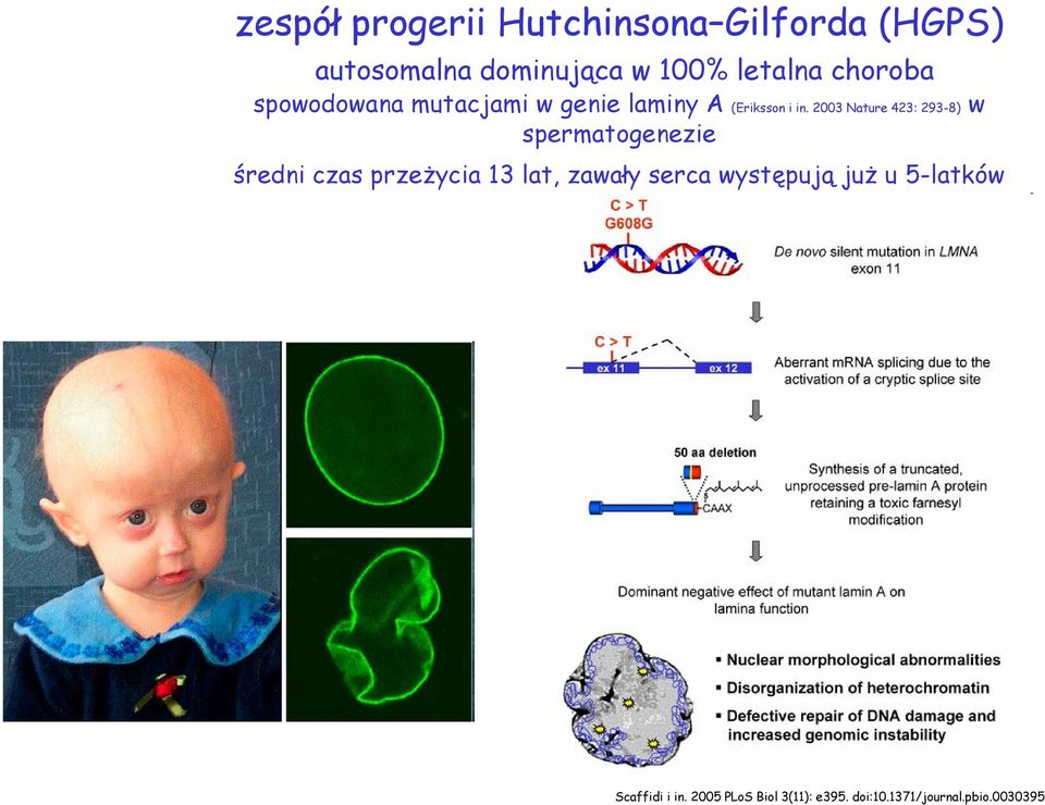 2003 Nature 423: 293-8) w spermatogenezie średni czas przeżycia 13 lat, zawały