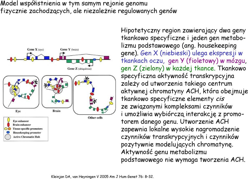 Tkankowo specyficzna aktywność transkrypcyjna zależy od utworzenia takiego centrum aktywnej chromatyny ACH, która obejmuje tkankowo specyficzne elementy cis ze związanymi kompleksami czynników i