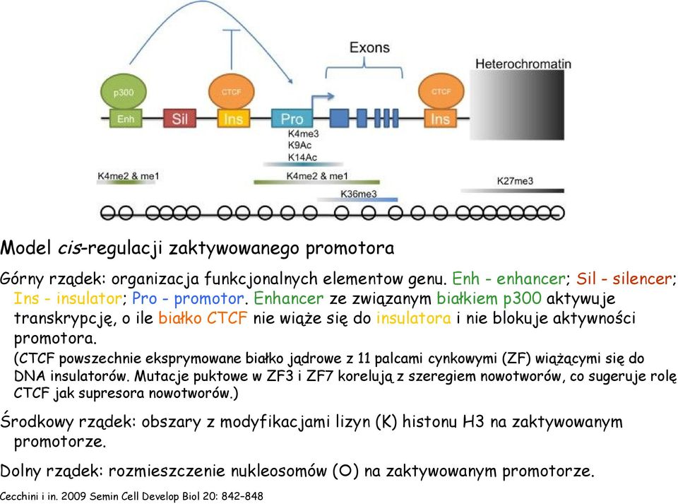 (CTCF powszechnie eksprymowane białko jądrowe z 11 palcami cynkowymi (ZF) wiążącymi się do DNA insulatorów.