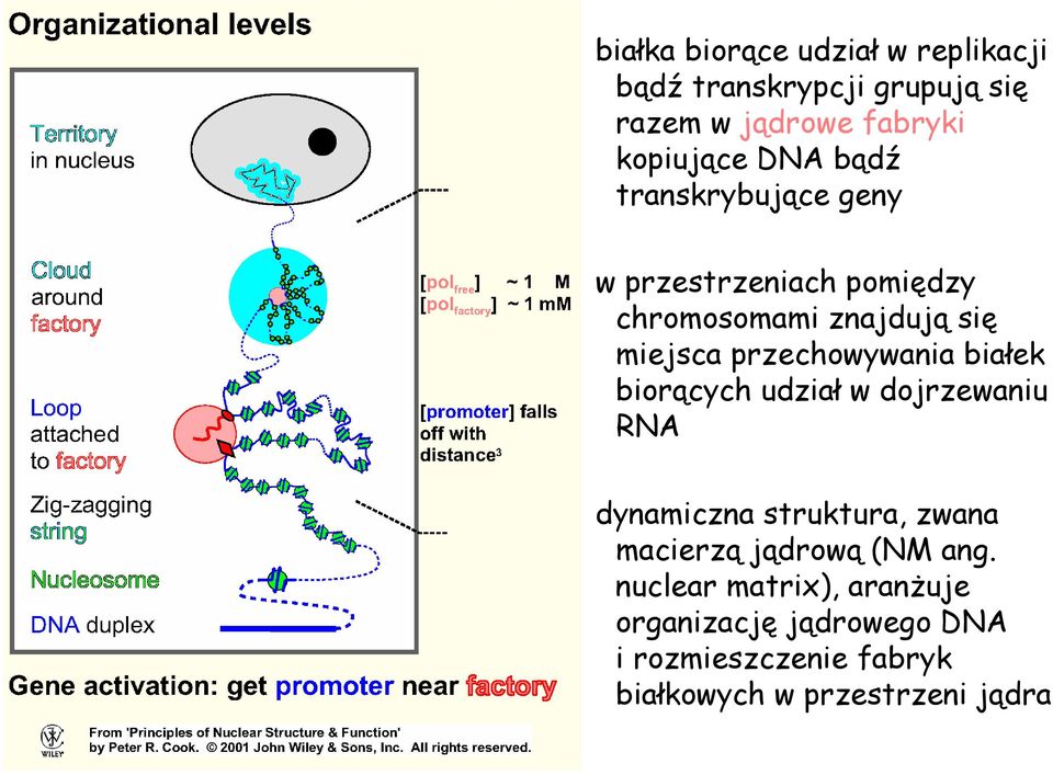 przechowywania białek biorących udział w dojrzewaniu RNA dynamiczna struktura, zwana macierzą jądrową