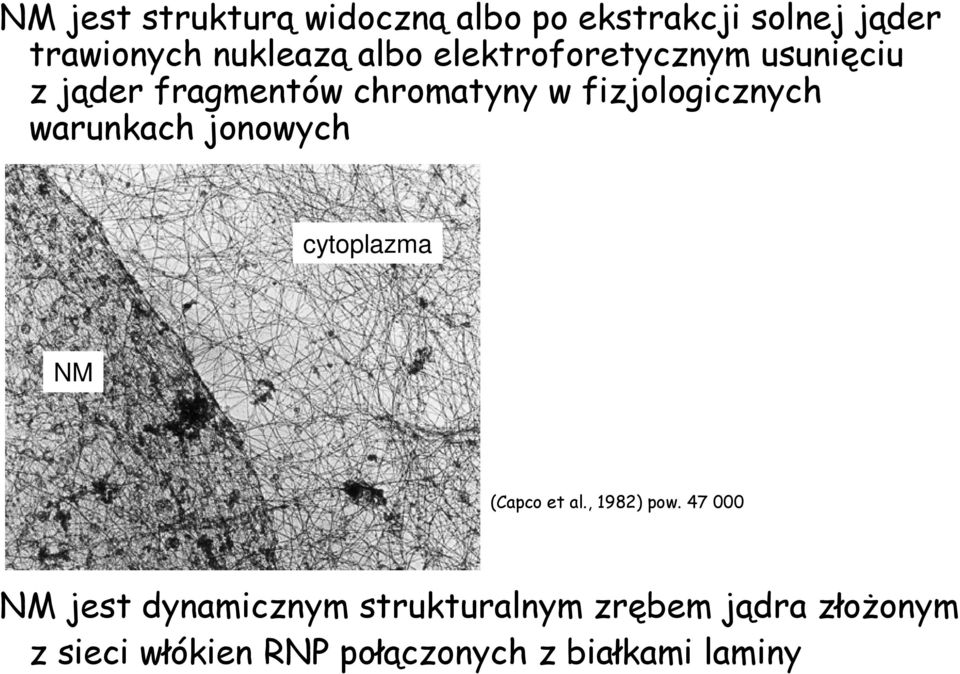warunkach jonowych cytoplazma NM (Capco et al., 1982) pow.