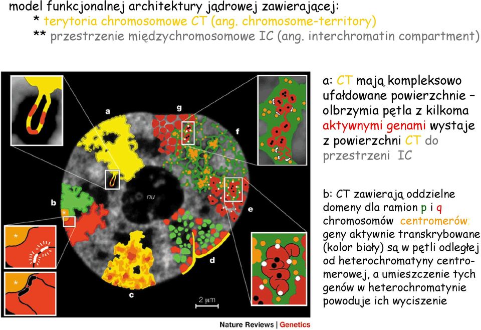 interchromatin compartment) a: CT mają kompleksowo ufałdowane powierzchnie olbrzymia pętla z kilkoma aktywnymi genami wystaje z powierzchni