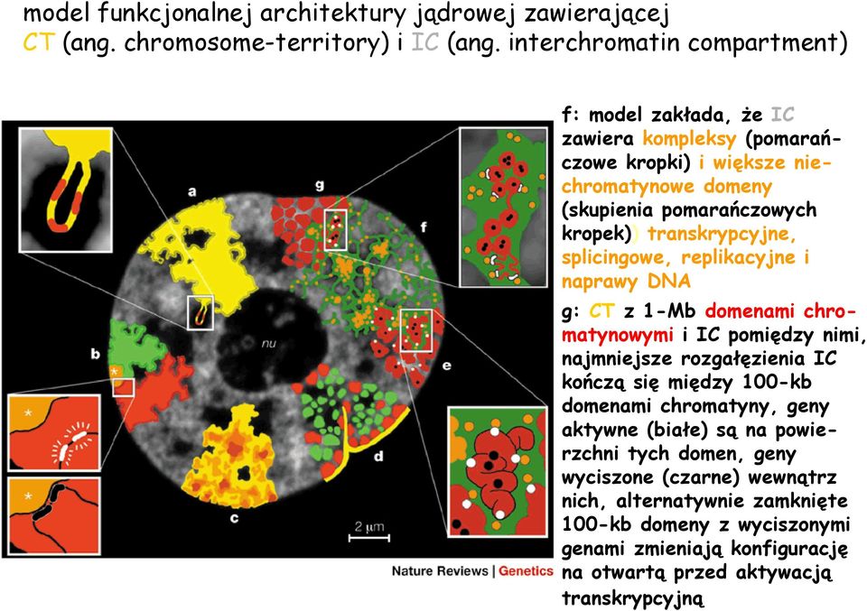 transkrypcyjne, splicingowe, replikacyjne i naprawy DNA g: CT z 1-Mb domenami chromatynowymi i IC pomiędzy nimi, najmniejsze rozgałęzienia IC kończą się między