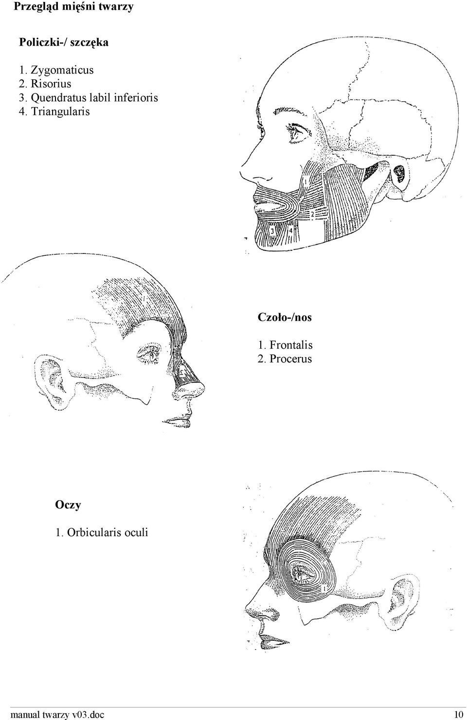 Quendratus labil inferioris 4.