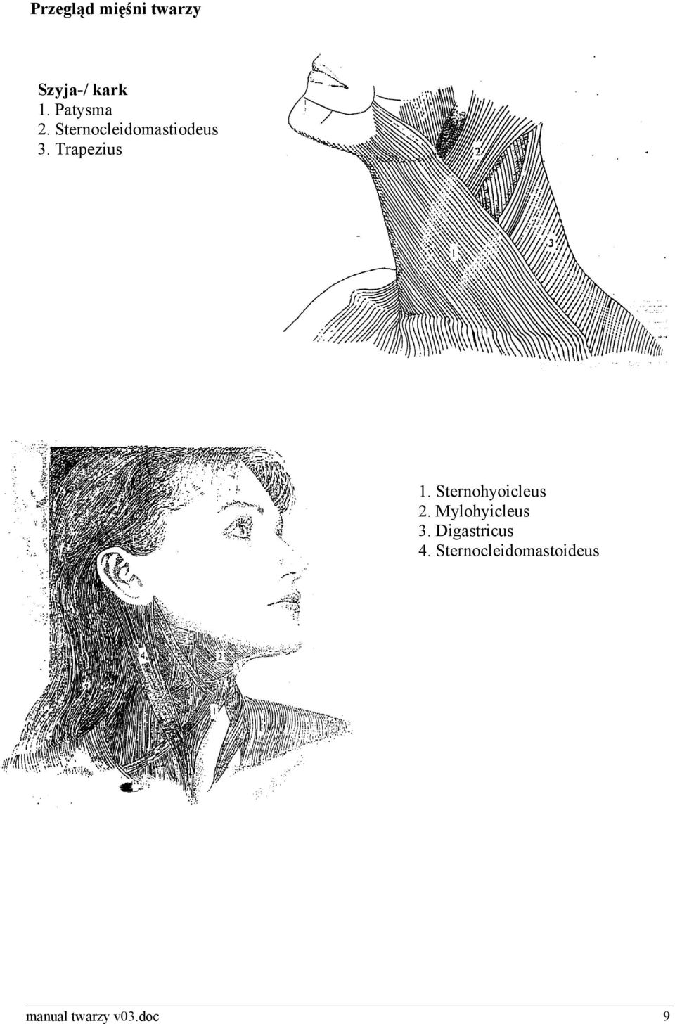 Trapezius 1. Sternohyoicleus 2. Mylohyicleus 3.