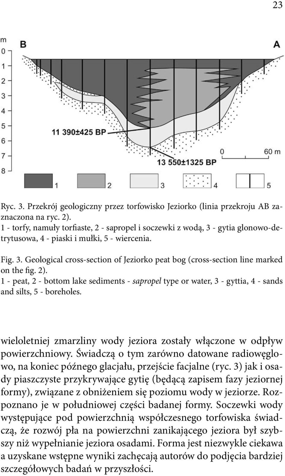 2). 1 - peat, 2 - bottom lake sediments - sapropel type or water, 3 - gyttia, 4 - sands and silts, 5 - boreholes. wieloletniej zmarzliny wody jeziora zostały włączone w odpływ powierzchniowy.