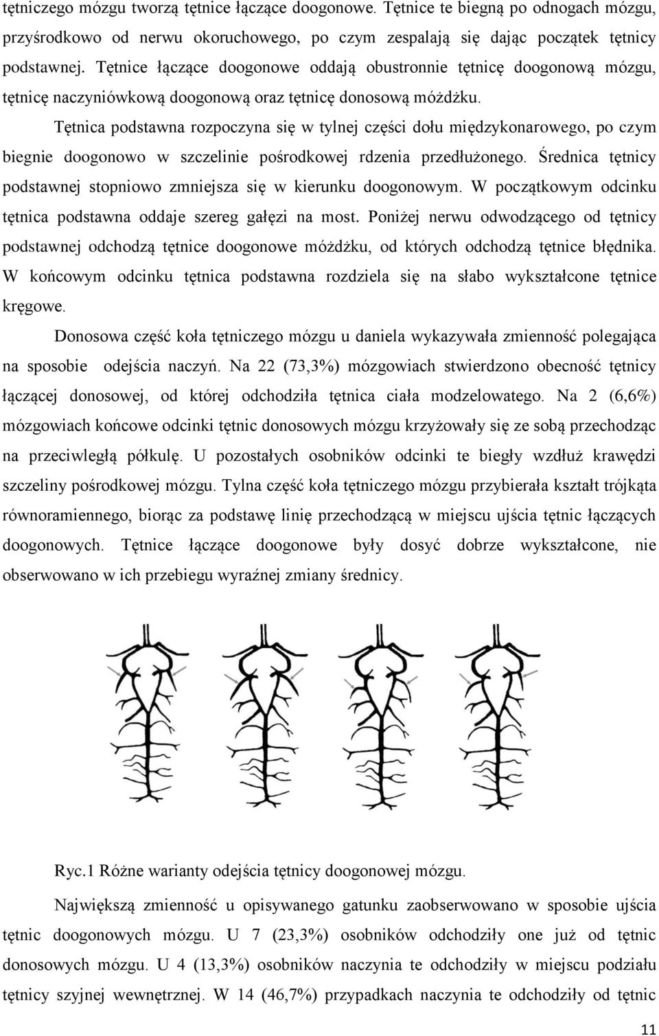 Tętnica podstawna rozpoczyna się w tylnej części dołu międzykonarowego, po czym biegnie doogonowo w szczelinie pośrodkowej rdzenia przedłużonego.