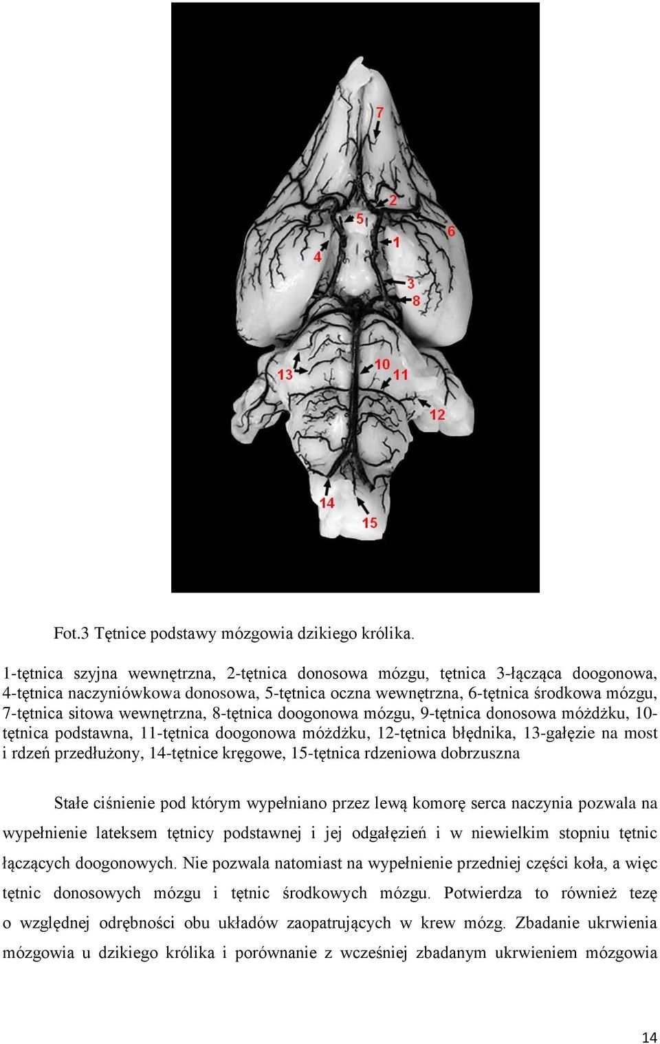 wewnętrzna, 8-tętnica doogonowa mózgu, 9-tętnica donosowa móżdżku, 10- tętnica podstawna, 11-tętnica doogonowa móżdżku, 12-tętnica błędnika, 13-gałęzie na most i rdzeń przedłużony, 14-tętnice