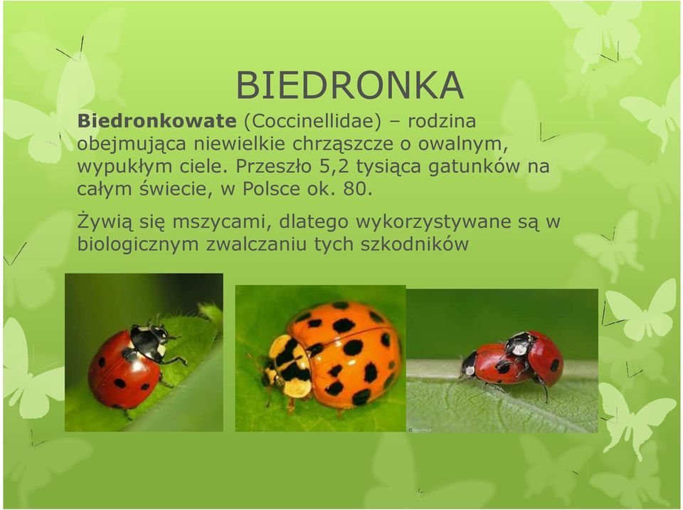 Przeszło 5,2 tysiąca gatunków na całym świecie, w Polsce ok. 80.