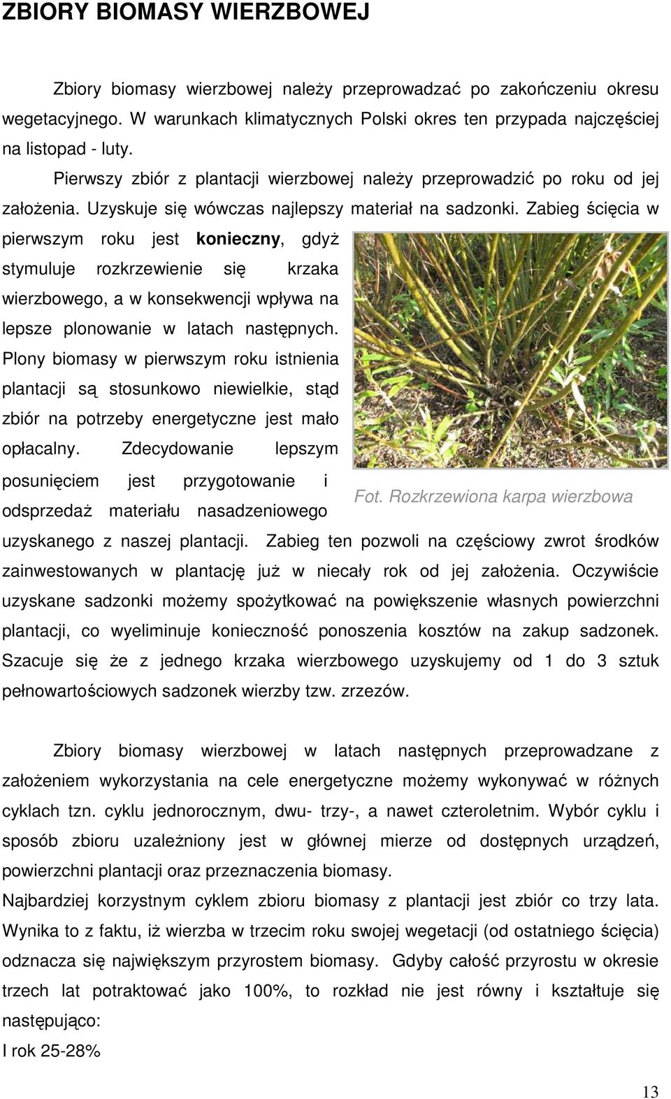Zabieg ścięcia w pierwszym roku jest konieczny, gdyŝ stymuluje rozkrzewienie się krzaka wierzbowego, a w konsekwencji wpływa na lepsze plonowanie w latach następnych.