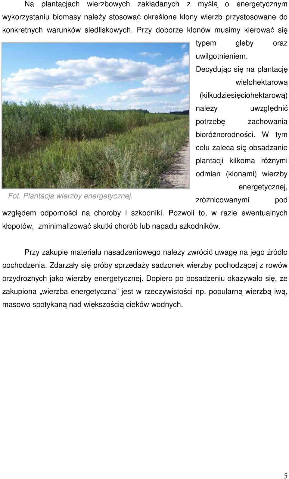 W tym celu zaleca się obsadzanie plantacji kilkoma róŝnymi odmian (klonami) wierzby energetycznej, Fot. Plantacja wierzby energetycznej. zróŝnicowanymi pod względem odporności na choroby i szkodniki.