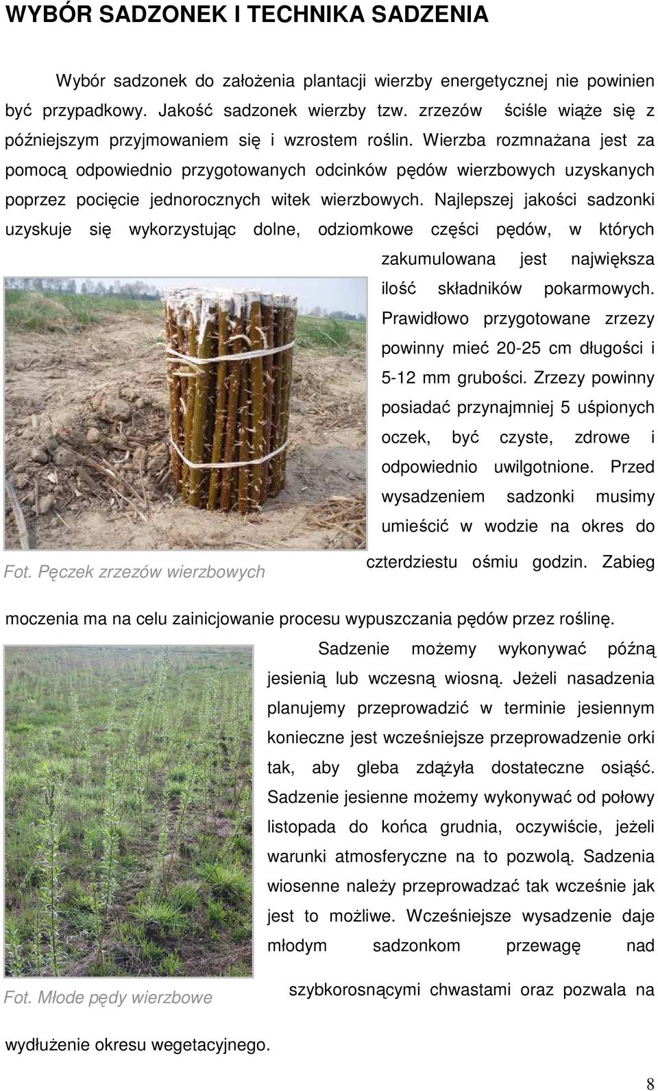 Wierzba rozmnaŝana jest za pomocą odpowiednio przygotowanych odcinków pędów wierzbowych uzyskanych poprzez pocięcie jednorocznych witek wierzbowych.