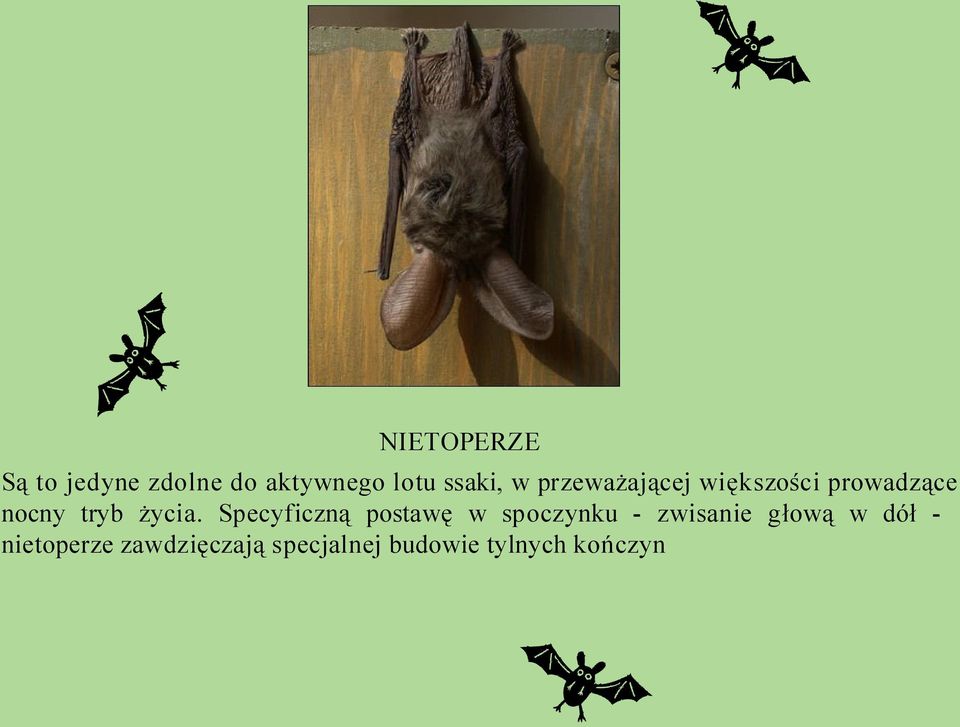 Specyficzną postawę w spoczynku - zwisanie głową w dół