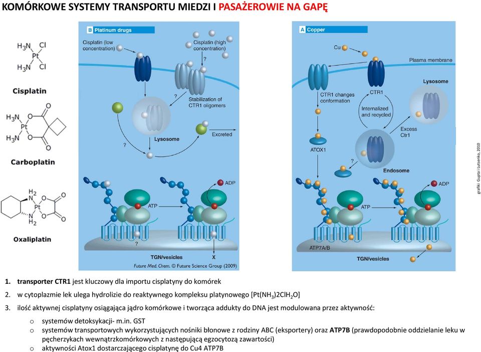 ilość aktywnej cisplatyny osiągająca jądro komórkowe i tworząca addukty do DNA jest modulowana przez aktywność: o systemów detoksykacji m.in.
