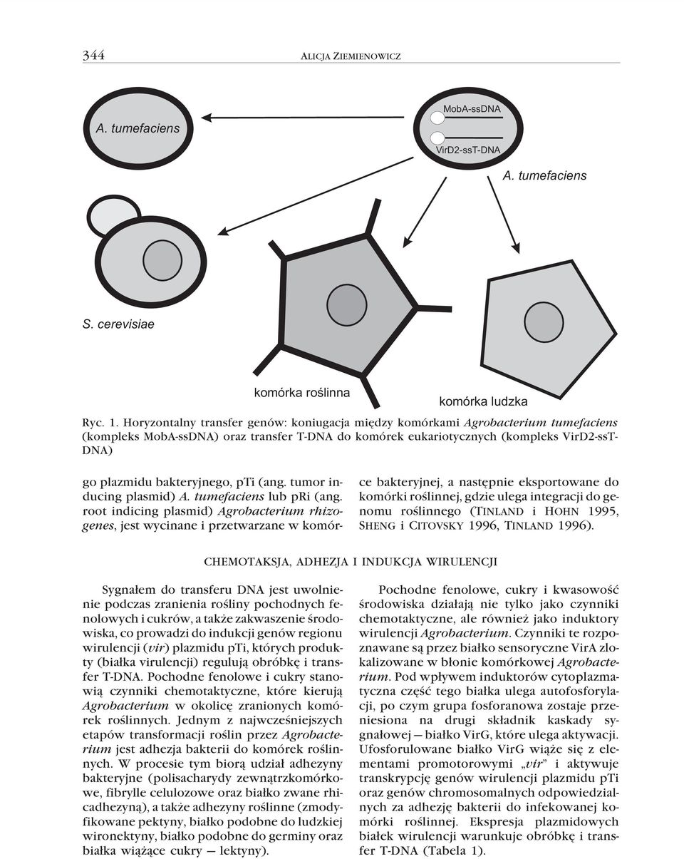 bakteryjnego, pti (ang. tumor inducing plasmid) A. tumefaciens lub pri (ang.