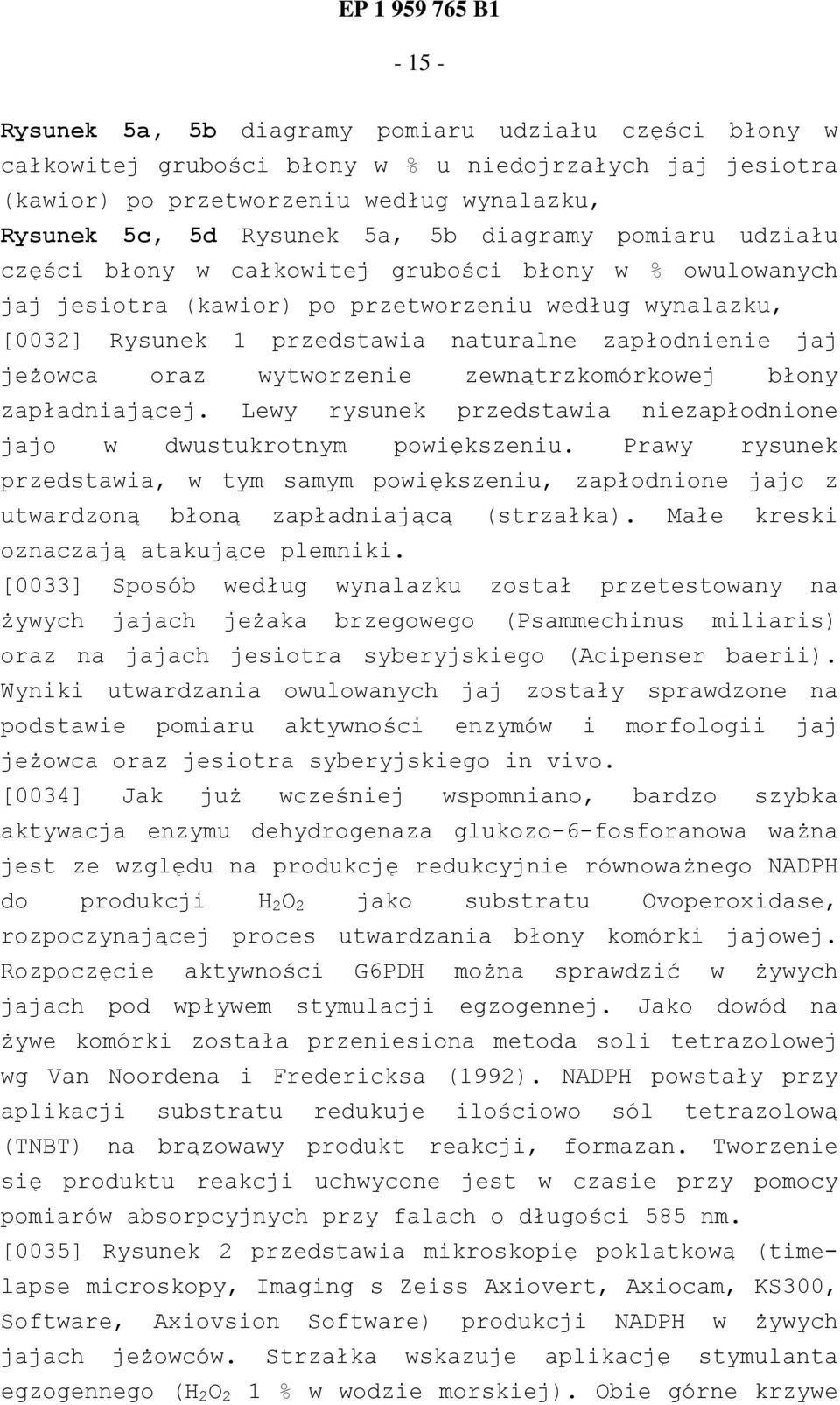 jeżowca oraz wytworzenie zewnątrzkomórkowej błony zapładniającej. Lewy rysunek przedstawia niezapłodnione jajo w dwustukrotnym powiększeniu.
