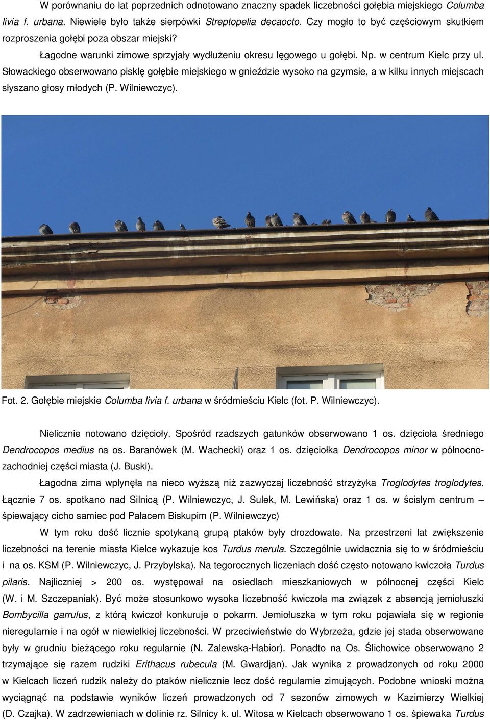 Słowackiego obserwowano pisklę gołębie miejskiego w gnieździe wysoko na gzymsie, a w kilku innych miejscach słyszano głosy młodych (P. Wilniewczyc). Fot. 2. Gołębie miejskie Columba livia f.