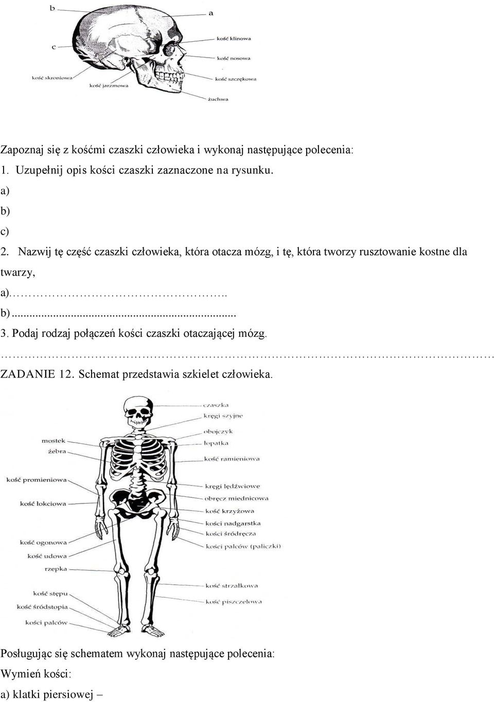 Układ Ruchu Skóra Zadanie 1 1 Pkt Schemat Przedstawia