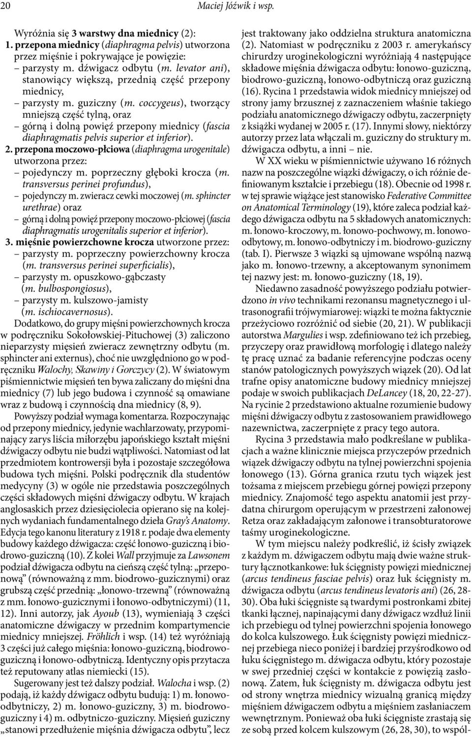 coccygeus), tworzący mniejszą część tylną, oraz górną i dolną powięź przepony miednicy (fascia diaphragmatis pelvis superior et inferior). 2.