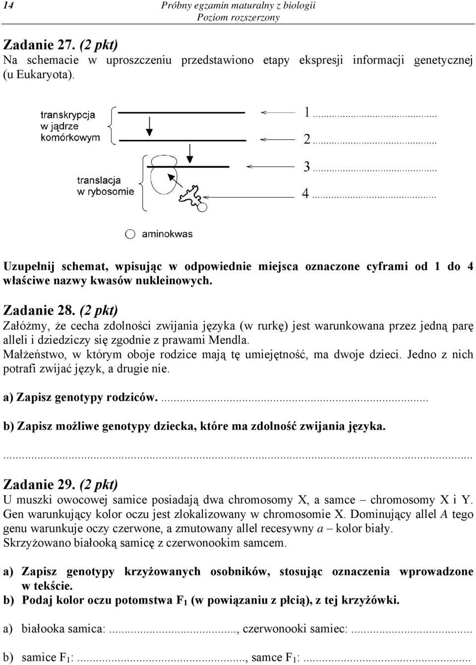 (2 pkt) Załóżmy, że cecha zdolności zwijania języka (w rurkę) jest warunkowana przez jedną parę alleli i dziedziczy się zgodnie z prawami Mendla.