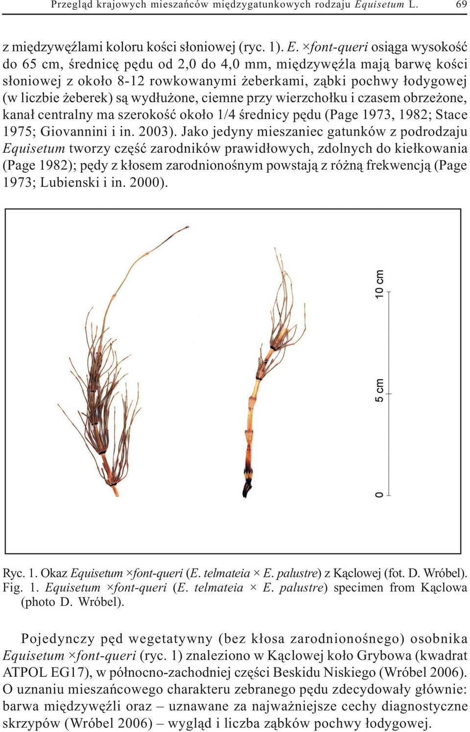 ciemne przy wierzcho³ku i czasem obrze one, kana³ centralny ma szerokoœæ oko³o 1/4 œrednicy pêdu (Page 1973, 1982; Stace 1975; Giovannini i in. 2003).