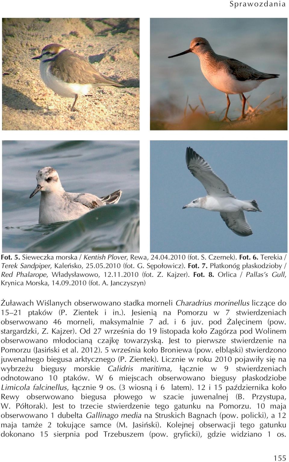 Janczyszyn) Żuławach Wiślanych obserwowano stadka morneli Charadrius morinellus liczące do 15 21 ptaków (P. Zientek i in.). Jesienią na Pomorzu w 7 stwierdzeniach obserwowano 46 morneli, maksymalnie 7 ad.