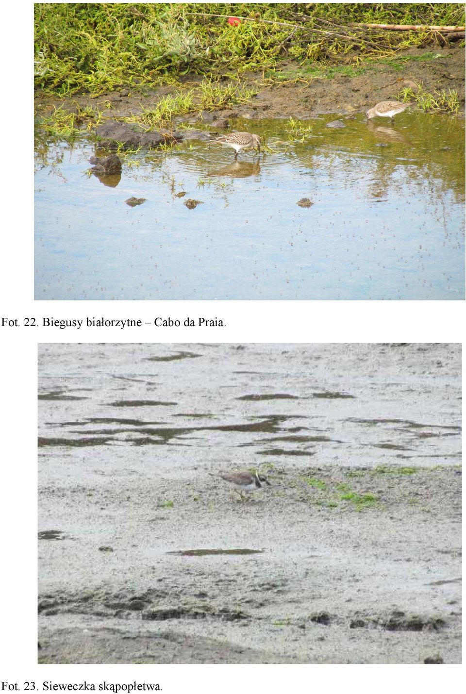 białorzytne Cabo