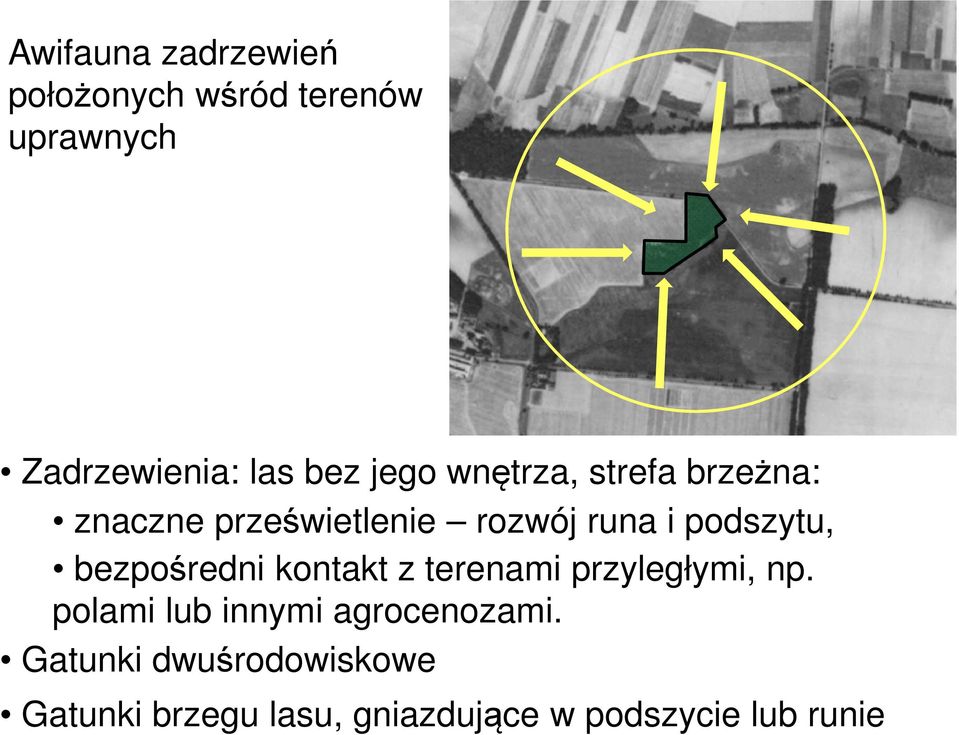 bezpośredni kontakt z terenami przyległymi, np.