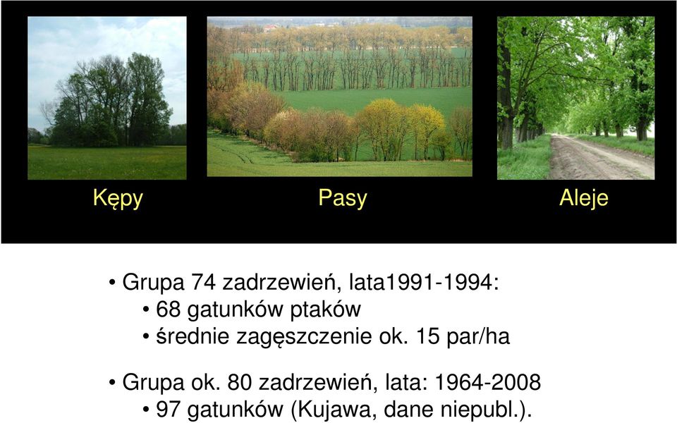 zagęszczenie ok. 15 par/ha Grupa ok.