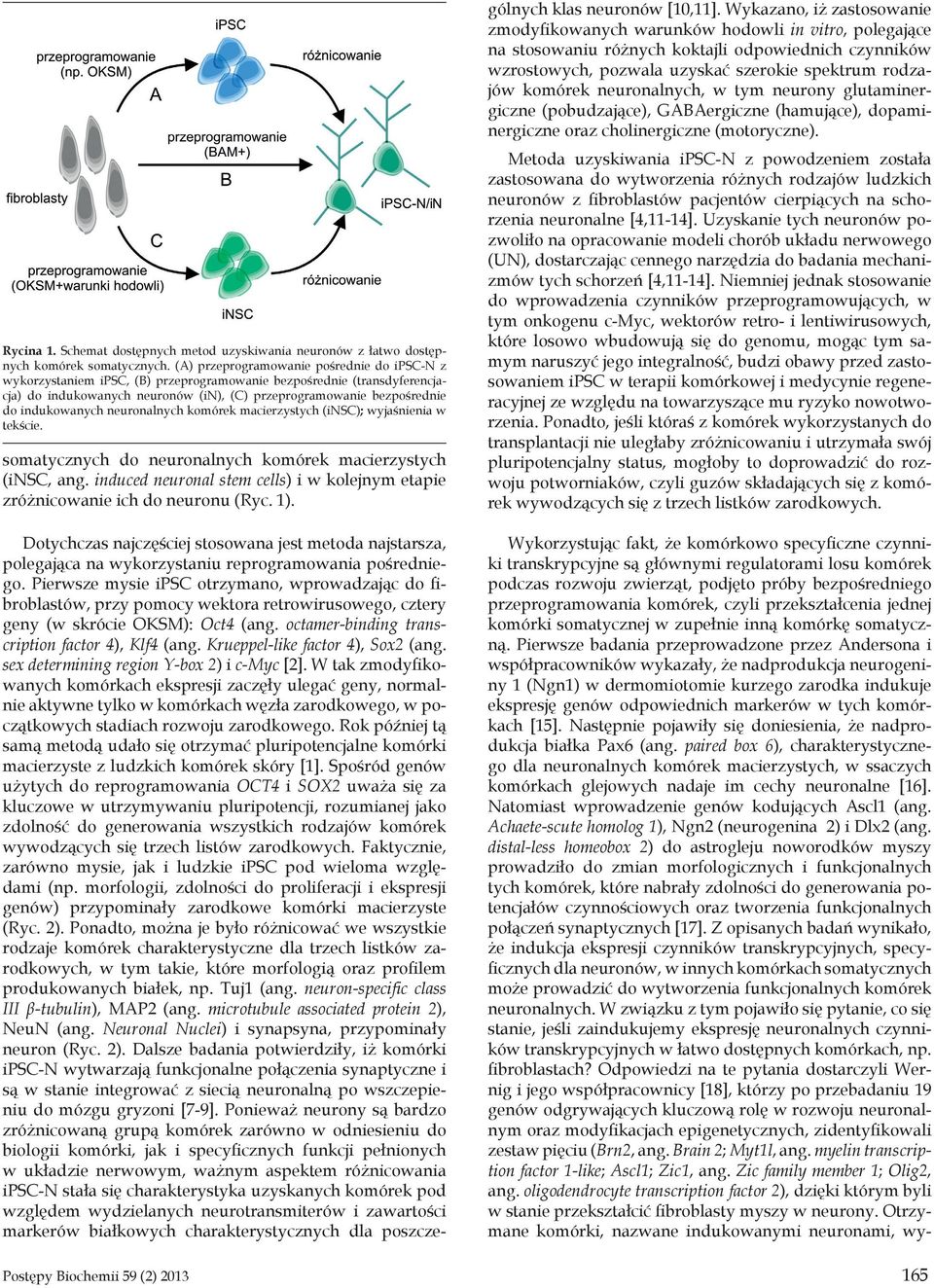 indukowanych neuronalnych komórek macierzystych (insc); wyjaśnienia w tekście. somatycznych do neuronalnych komórek macierzystych (insc, ang.