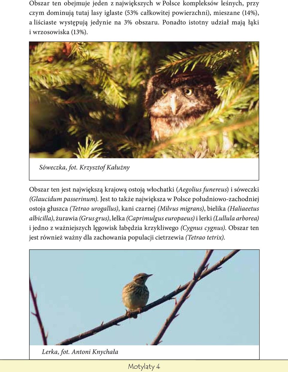 Jest to także największa w Polsce południowo-zachodniej ostoja głuszca (Tetrao urogallus), kani czarnej (Milvus migrans), bielika (Haliaeetus albicilla), żurawia (Grus grus), lelka (Caprimulgus