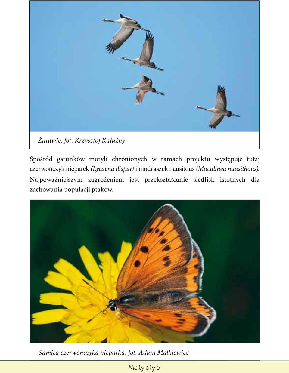 czerwończyk nieparek (Lycaena dispar) i modraszek nausitous (Maculinea nausithous).
