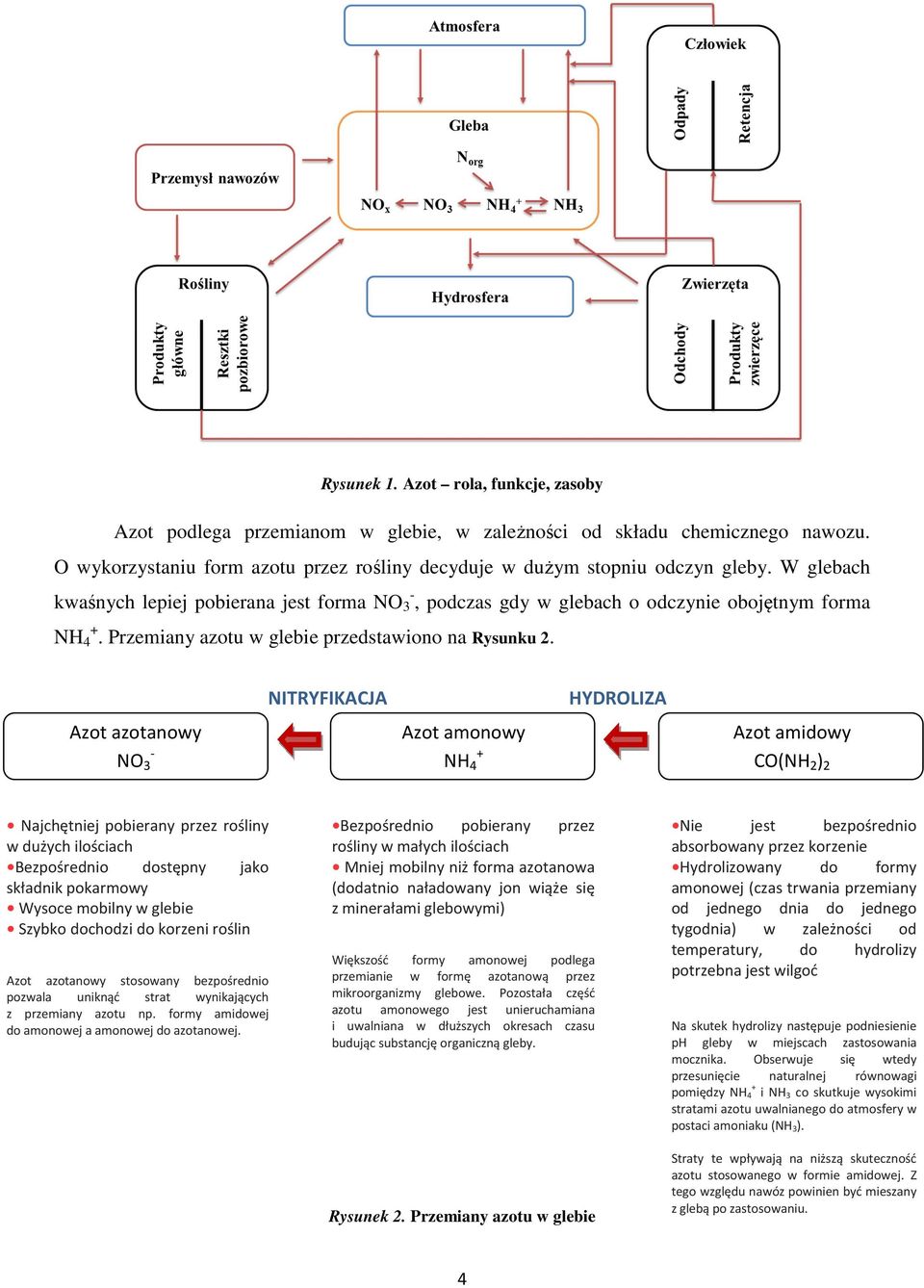 Azot azotanowy NO 3 - NITRYFIKACJA Azot amonowy NH 4 + HYDROLIZA Azot amidowy CO(NH 2 ) 2 Najchętniej pobierany przez rośliny w dużych ilościach Bezpośrednio dostępny jako składnik pokarmowy Wysoce