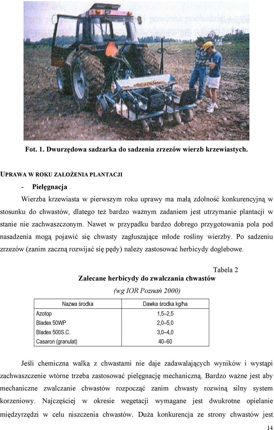 plantacji w stanie nie zachwaszczonym. Nawet w przypadku bardzo dobrego przygotowania pola pod nasadzenia mogą pojawić się chwasty zagłuszające młode rośliny wierzby.