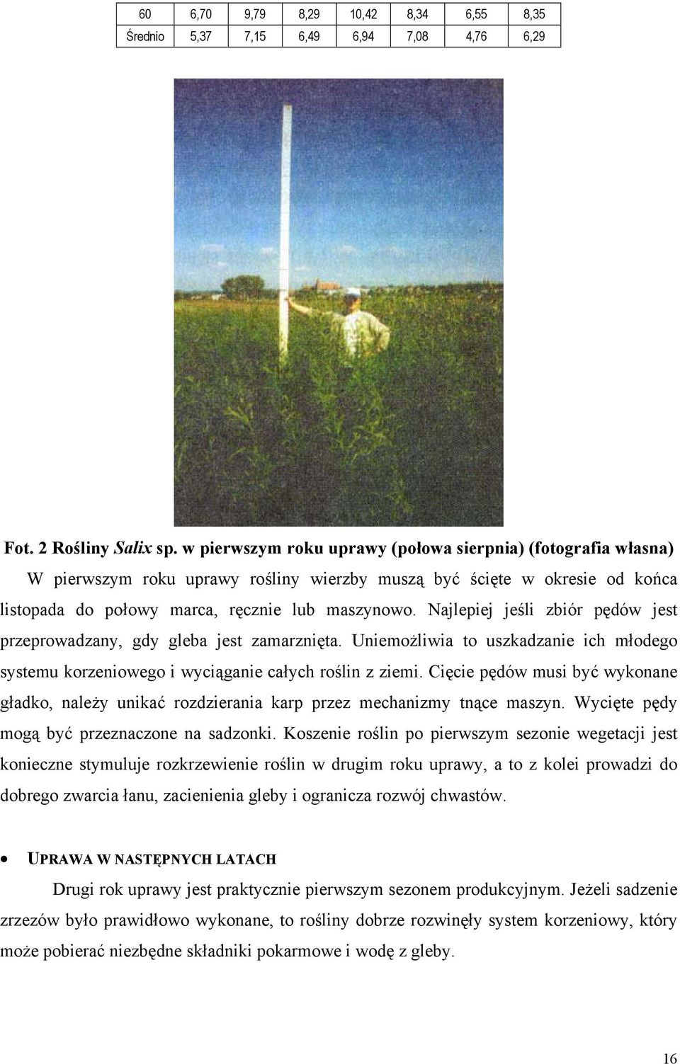Najlepiej jeśli zbiór pędów jest przeprowadzany, gdy gleba jest zamarznięta. Uniemożliwia to uszkadzanie ich młodego systemu korzeniowego i wyciąganie całych roślin z ziemi.