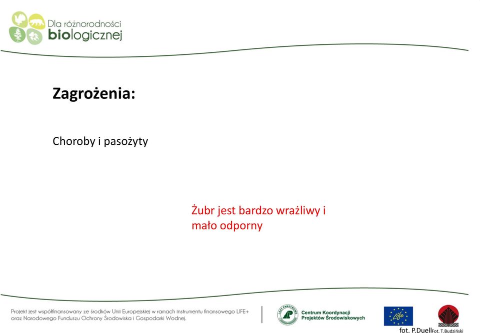 wrażliwy i mało odporny
