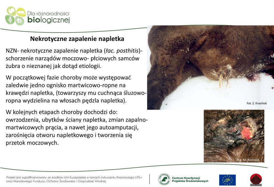 W początkowej fazie choroby może występować zaledwie jedno ognisko martwicowo-ropne na krawędzi napletka, (towarzyszy mu cuchnąca śluzoworopna