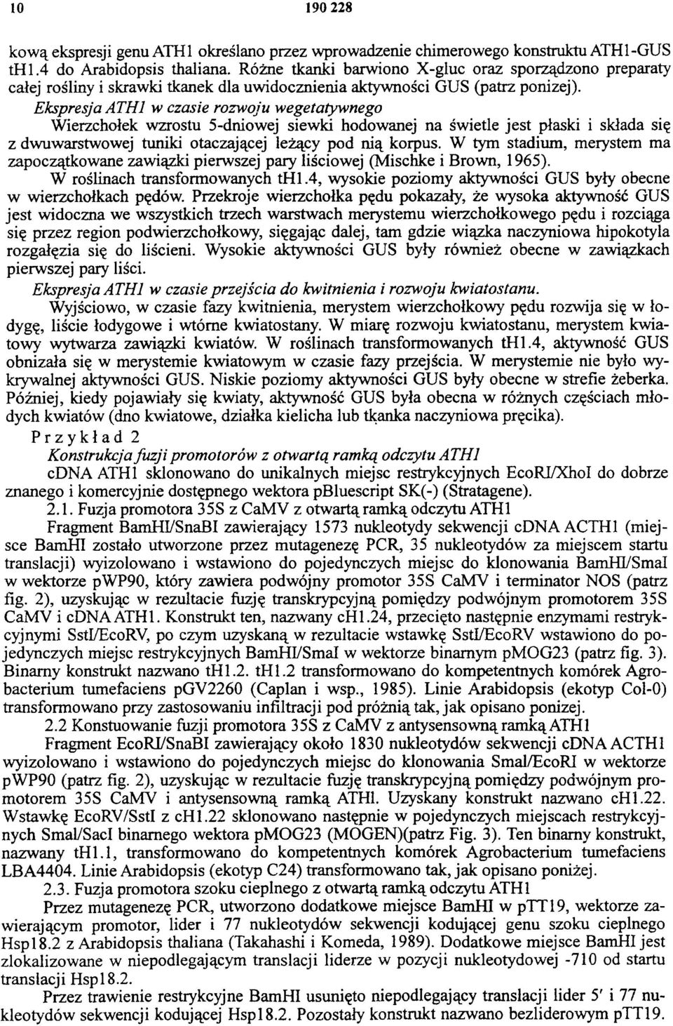 Ekspresja ATH1 w czasie rozwoju wegetatywnego Wierzchołek wzrostu 5-dniowej siewki hodowanej na świetle jest płaski i składa się z dwuwarstwowej tuniki otaczającej leżący pod nią korpus.