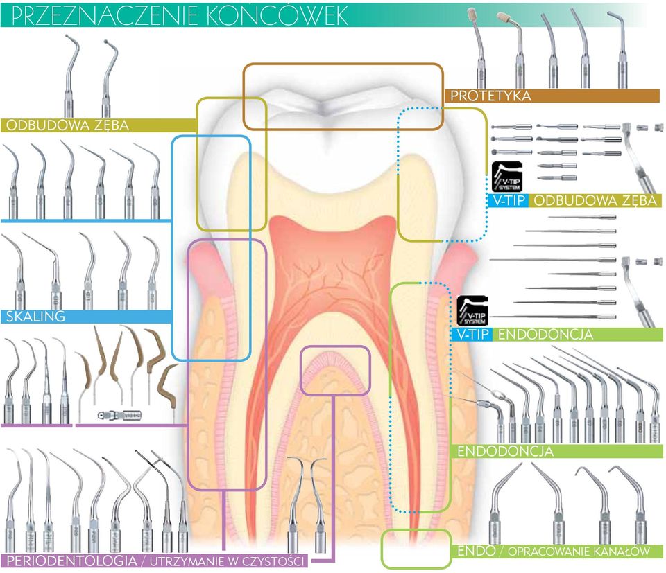 ENDODONCJA ENDODONCJA PERIODENTOLOGIA /