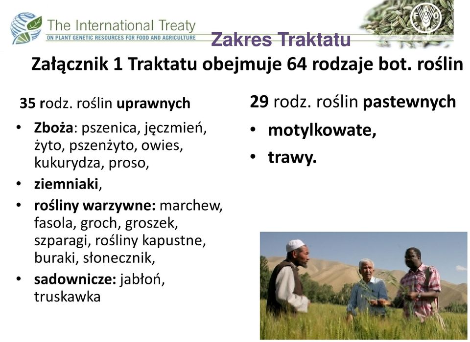 ziemniaki, rośliny warzywne: marchew, fasola, groch, groszek, szparagi, rośliny