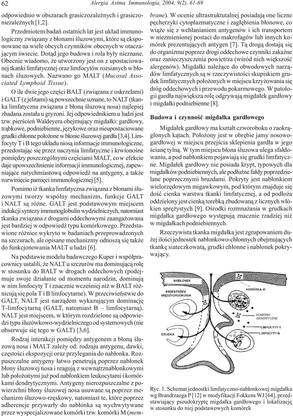 Dot¹d jego budowa i rola by³y nieznane. Obecnie wiadomo, e utworzony jest on z upostaciowanej tkanki limfatycznej oraz limfocytów rozsianych w b³onach œluzowych.