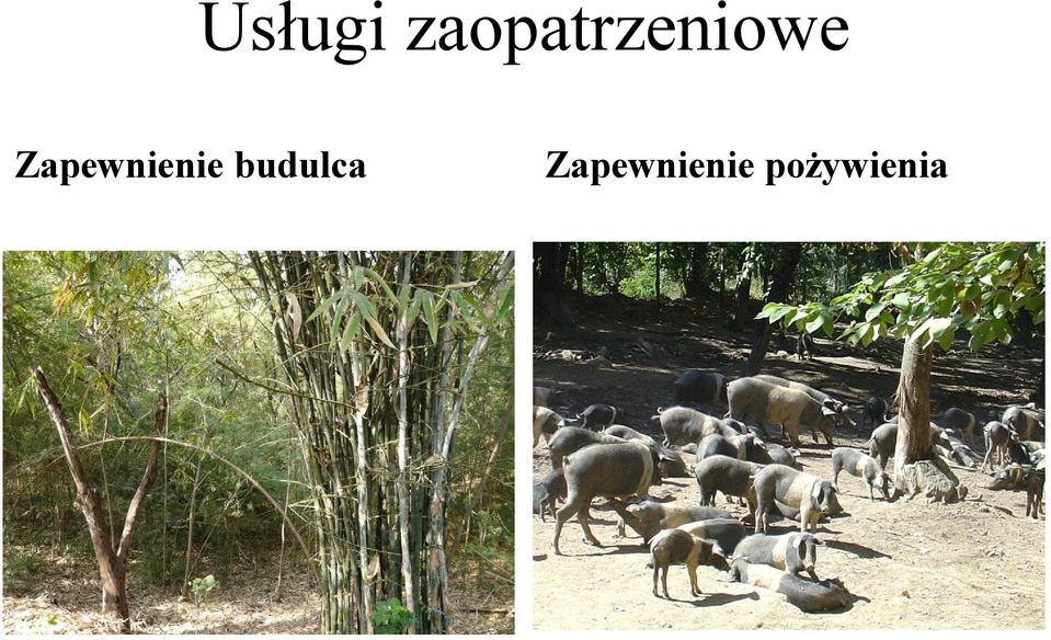 Zapewnienie