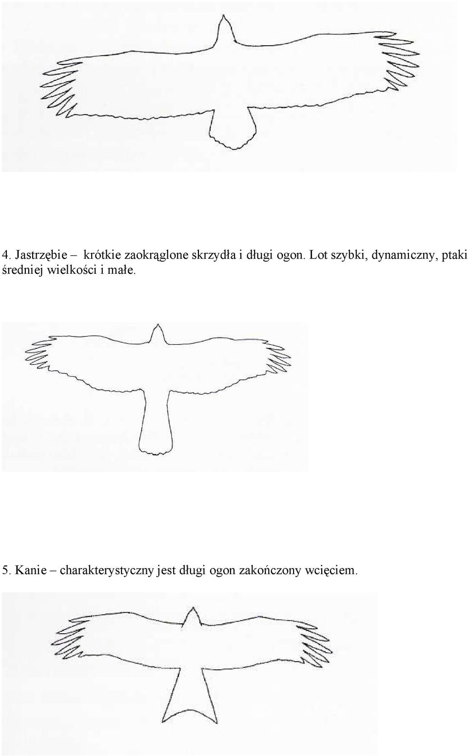 Lot szybki, dynamiczny, ptaki średniej