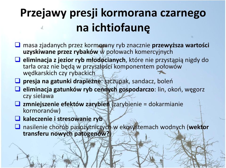 rybackich presja na gatunki drapieżne: szczupak, sandacz, boleń eliminacja gatunków ryb cennych gospodarczo: lin, okoń, węgorz czy sielawa zmniejszenie