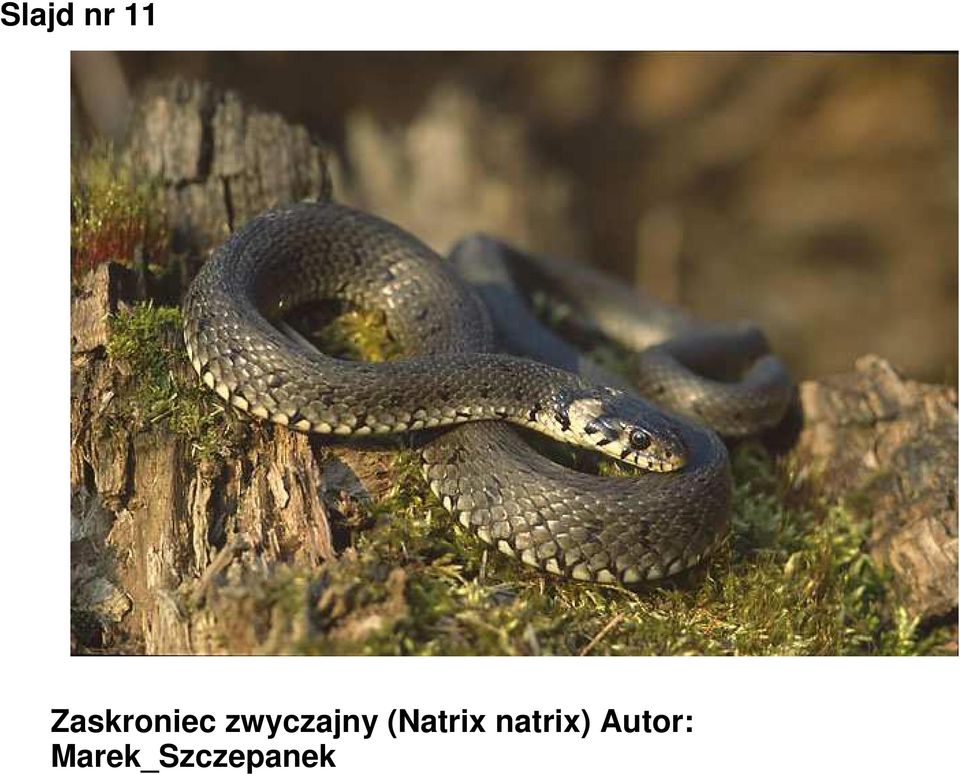 zwyczajny (Natrix