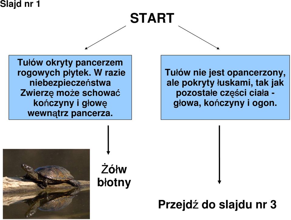 wewnątrz pancerza.