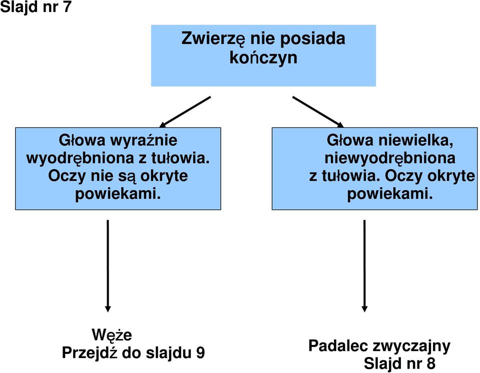 Głowa niewielka, niewyodrębniona z tułowia.