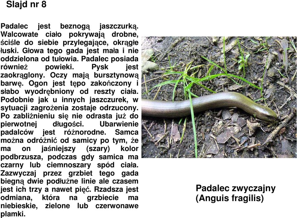 Podobnie jak u innych jaszczurek, w sytuacji zagrożenia zostaje odrzucony. Po zabliźnieniu się nie odrasta już do pierwotnej długości. Ubarwienie padalców jest różnorodne.